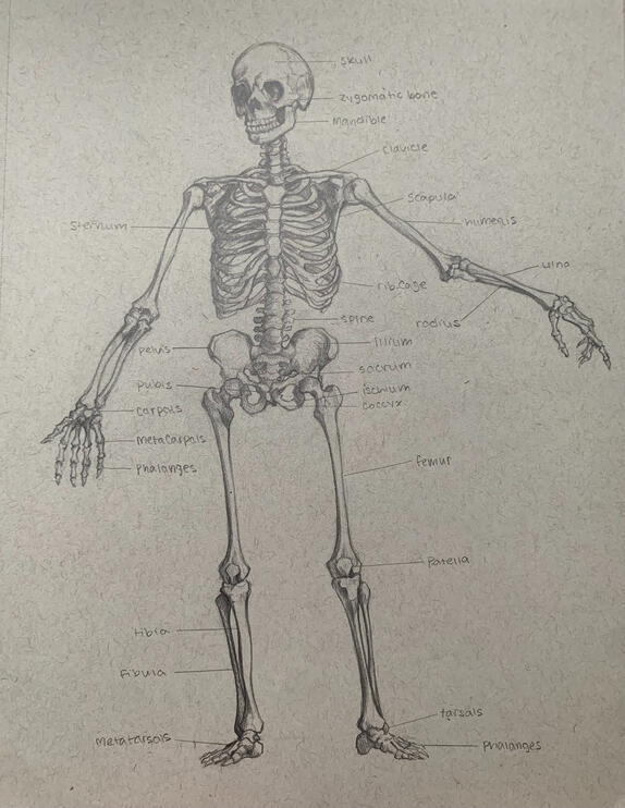 Human diagram