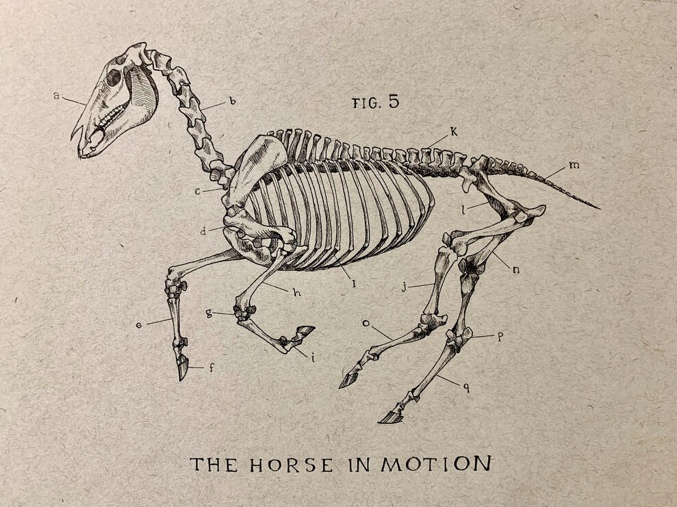 Equine Diagram